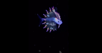 Підводний фотограф зафіксував найкрасивішого малька риби в океані