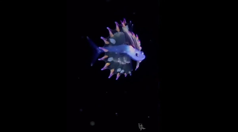 Підводний фотограф зафіксував найкрасивішого малька риби в океані