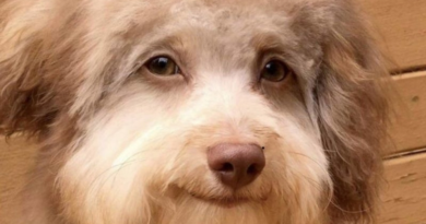Собака з людськими очима підкорив Мережі (ФОТО)