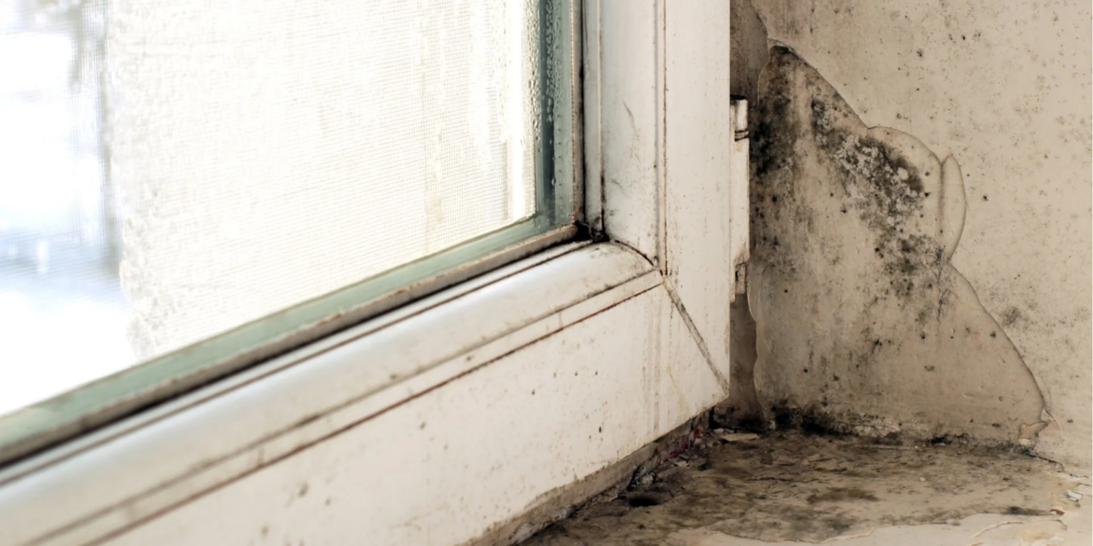 Як ефективно видалити плісняву з пластикових вікон: дієві поради та методи