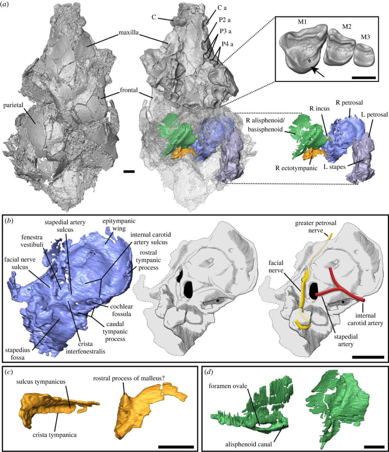 Вимерлі пікродонтиди виявилися не приматами