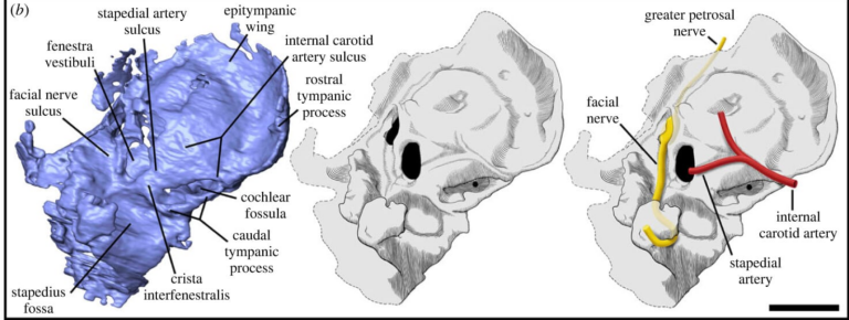 Вимерлі пікродонтиди виявилися не приматами