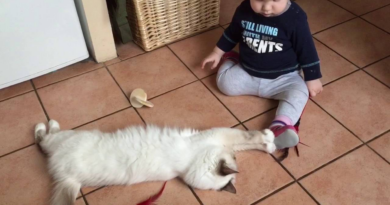 Смішне відео: Малюк та кіт зухвально 'пограбували' кухню!