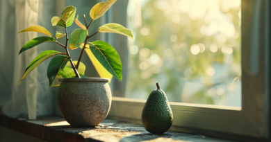 Як виростити авокадо в домашніх умовах з кісточки