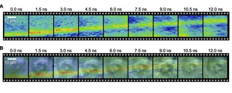 На зображеннях показали, як ударна хвиля проходить через одну клітину