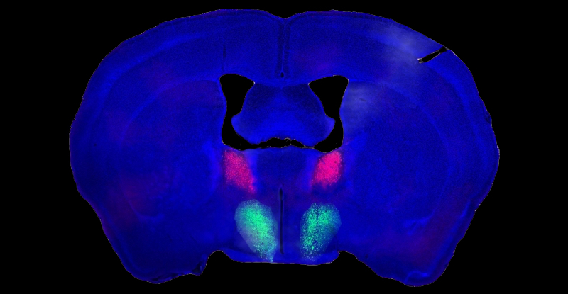 У мишей ідентифіковано ділянку мозку, яка відповідає за чоловіче лібідо