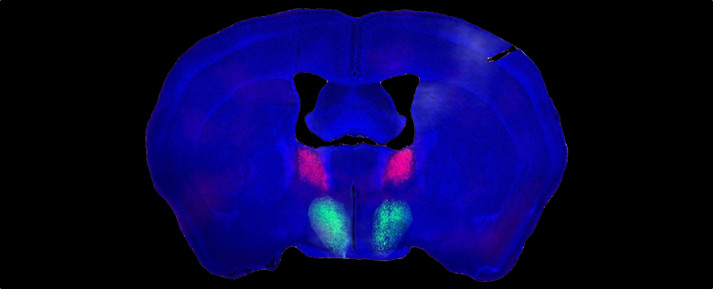 У мишей ідентифіковано ділянку мозку, яка відповідає за чоловіче лібідо