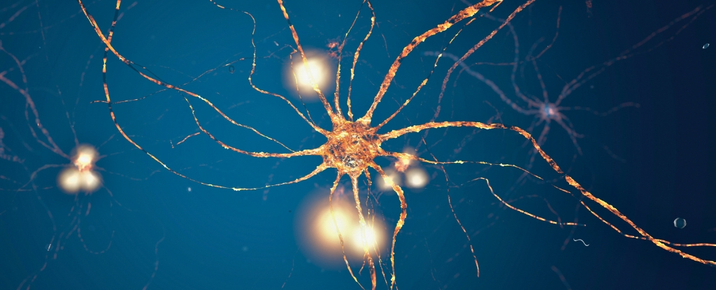 Нейрони в мозку слідують чіткому математичному шаблону, - дослідження
