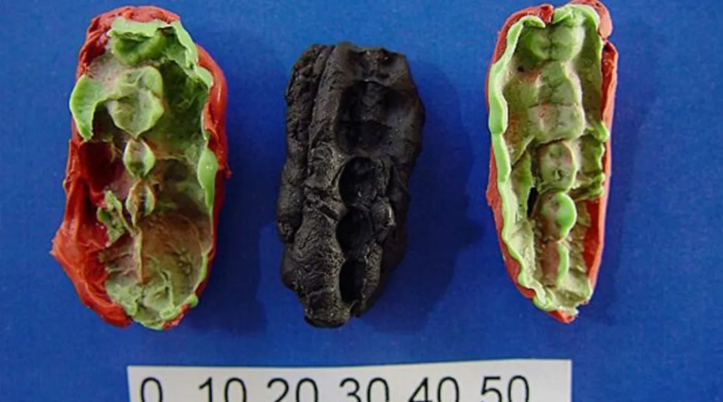 Знайдена 10 000-річна жувальна гумка розкрила раціон підлітків кам'яного віку