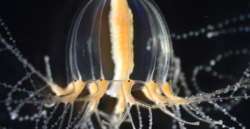 Вчені пояснили, як медузи можуть відрощувати щупальця