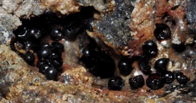 Реактивні чорні яйця, виявлені в Тихоокеанській безодні, побили рекорд у світі черв'яків