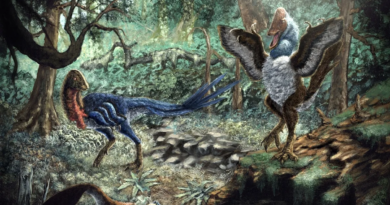 Знайдено нового динозавра з родини овірапторів у формації Хелл-Крік в США