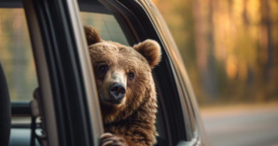 У Канаді ведмідь заліз в автомобіль і випив 69 банок газованої води