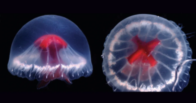 В Японії виявлено новий вид медуз з яскраво-червоним хрестом