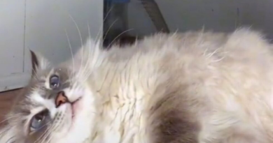 Цікаве та смішне відео з кішкою-базікою стало вірусним в Tiktok