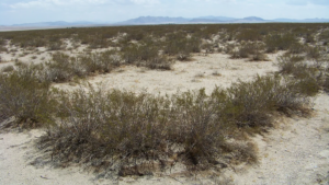 У пустелі Мохаве живе один з найдавніших організмів у світі