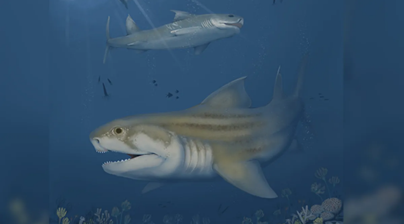 У найдовшій системі печер виявлено два нових стародавніх види акул