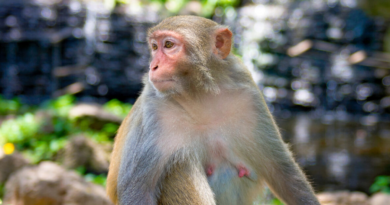 Дослідження мавп виявило 91 зміну практично у всіх органах тіла під час вагітності