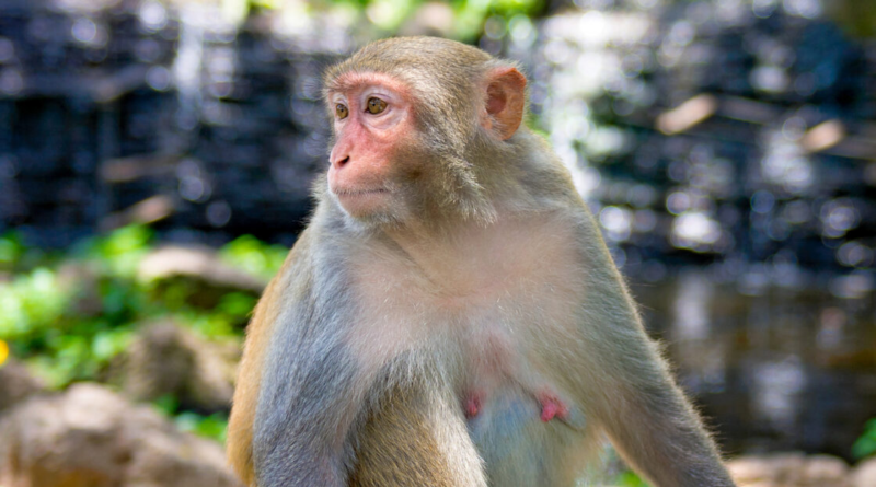Дослідження мавп виявило 91 зміну практично у всіх органах тіла під час вагітності