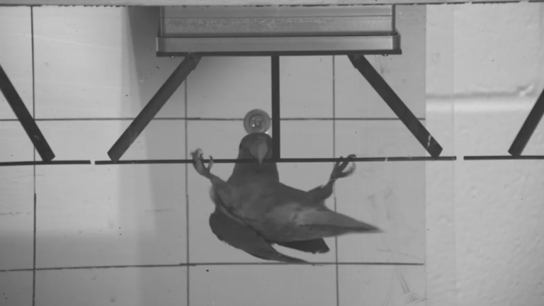 Вчені виявили новий тип ходи папуг - "дзьобання" (відео)