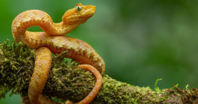 П'ять нових видів дивовижних гадюк виявлено Колумбії та Еквадорі
