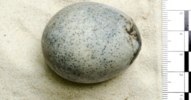 Знайдено нерозбите яйце з жовтком всередині віком 1700 років