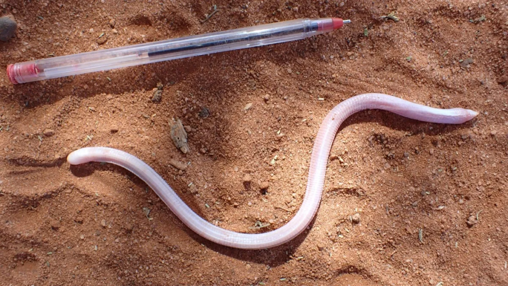 Дивна рожева "ящірка-черв'як" вперше за 90 років вийшла зі схованки