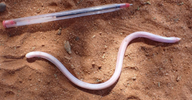 Дивна рожева "ящірка-черв'як" вперше за 90 років вийшла зі схованки