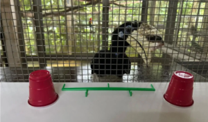 Східні носороги демонструють когнітивні навички, які конкурують з мавпами