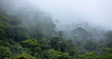 Дощові ліси Амазонки можуть зіткнутися з "широкомасштабним колапсом" вже у 2050 році