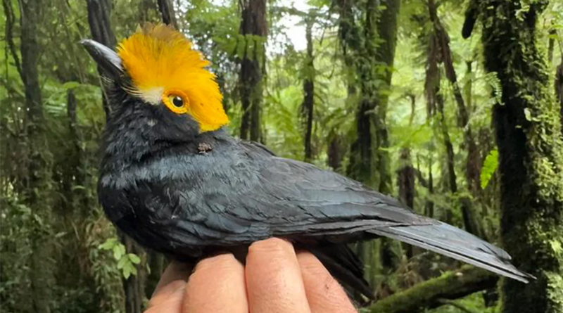 Вперше в історії було зроблено фото "втраченого" виду птахів
