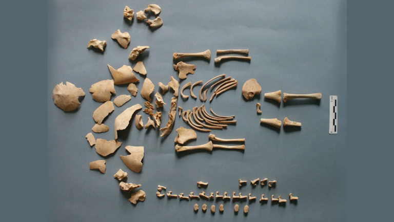 У похованих немовлят бронзового та залізного віку виявлено синдром Дауна