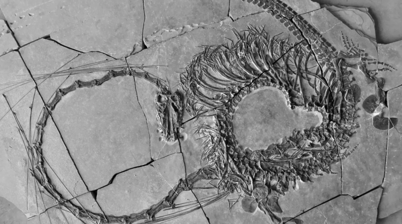 Вперше повністю розкрито скам'янілого "китайського дракона" віком 240 мільйонів років
