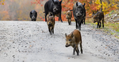 Гібридні свині створили пекло в південних провінціях Канади