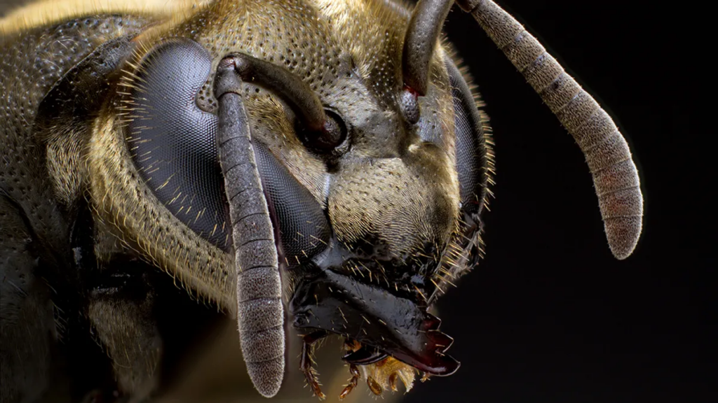 Мексиканська медоносна оса може виробляти мед, так само як і будь-яка бджола