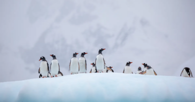 Перші пінгвіни померли від пташиного грипу в Антарктиді