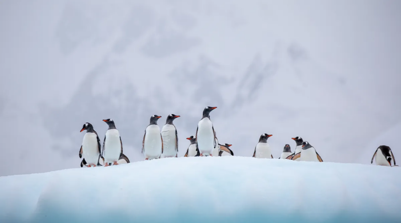Перші пінгвіни померли від пташиного грипу в Антарктиді