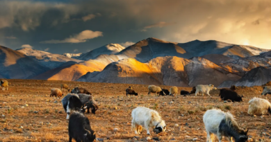Китай стверджує, що вперше успішно клонував тибетських кіз