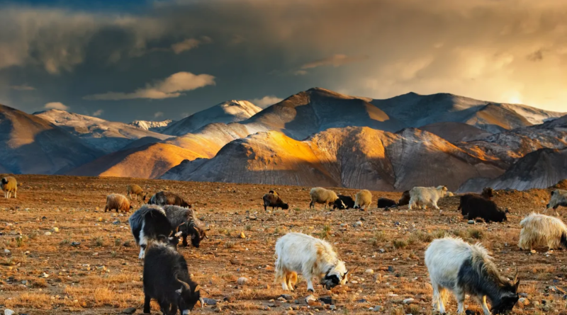 Китай стверджує, що вперше успішно клонував тибетських кіз