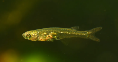 12-міліметрова риба з малим мозком може видавати звук, подібний до звуку реактивного літака