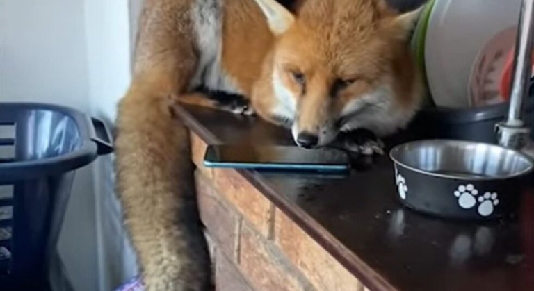 Лисиця проникла в будинок крізь незачинені двері і влаштувала безлад на кухні