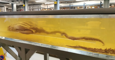 Велетенський кальмар: найбільший у світі безхребетний - величезна загадка
