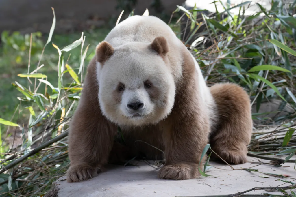 Таємниця єдиної у світі коричнево-білої панди в неволі розгадана за допомогою генетики
