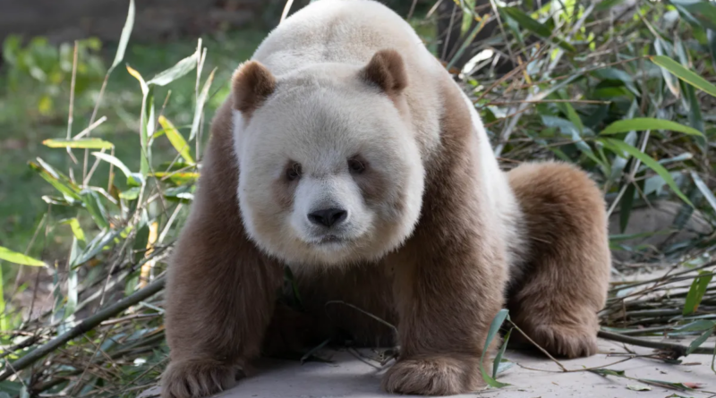 Таємниця єдиної у світі коричнево-білої панди в неволі розгадана за допомогою генетики