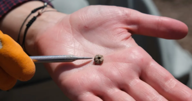 Дослідники знайшли найстаріші прикраси для пірсингу віком 11 000 років