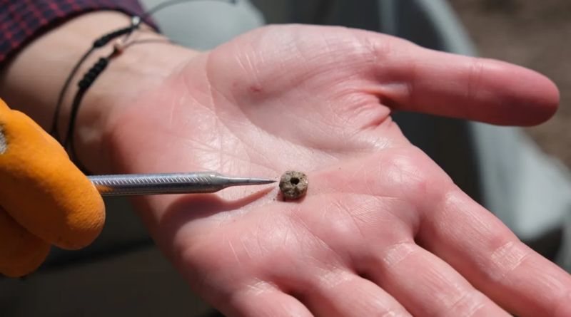 Дослідники знайшли найстаріші прикраси для пірсингу віком 11 000 років