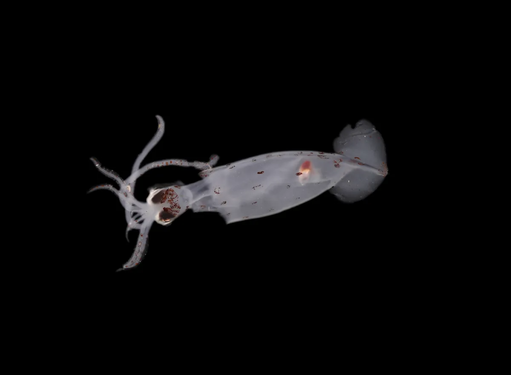 Понад 100 нових видів знайдено в глибоководному каньйоні біля берегів Нової Зеландії