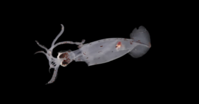 Понад 100 нових видів знайдено в глибоководному каньйоні біля берегів Нової Зеландії