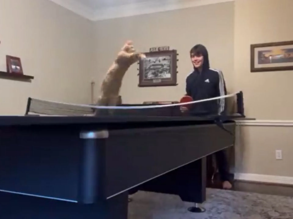 Відео про кота, який геніально грає в пінг-понг, підкорило Мережу