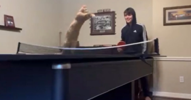 Відео про кота, який геніально грає в пінг-понг, підкорило Мережу